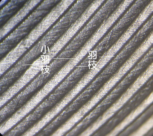 羽弁の顕微鏡画像