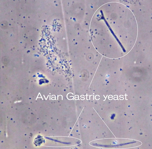 AGY（えーじーわい・Avian Gastric Yeast）