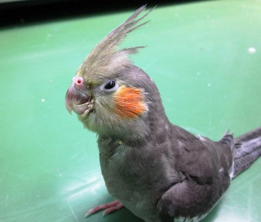 オカメインコの開口不全症候群（おかめいんこのかいこうふぜんしょうこうぐん）