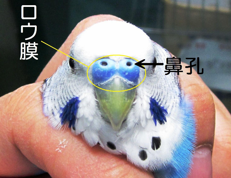 セキセイインコの鼻孔