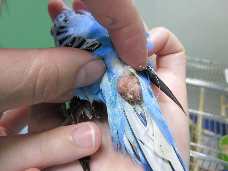 セキセイインコの鼻腺腫症