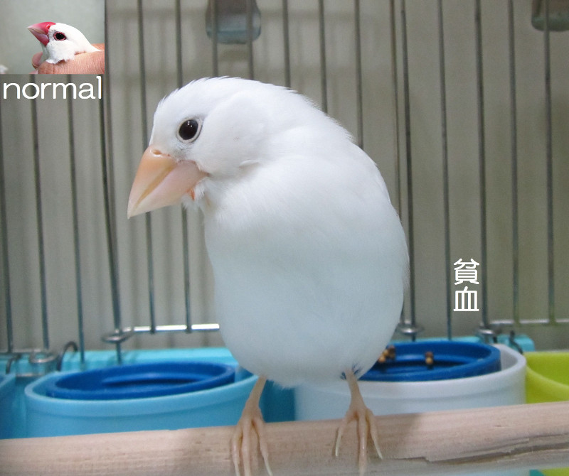 左上：正常な文鳥　右：貧血の文鳥