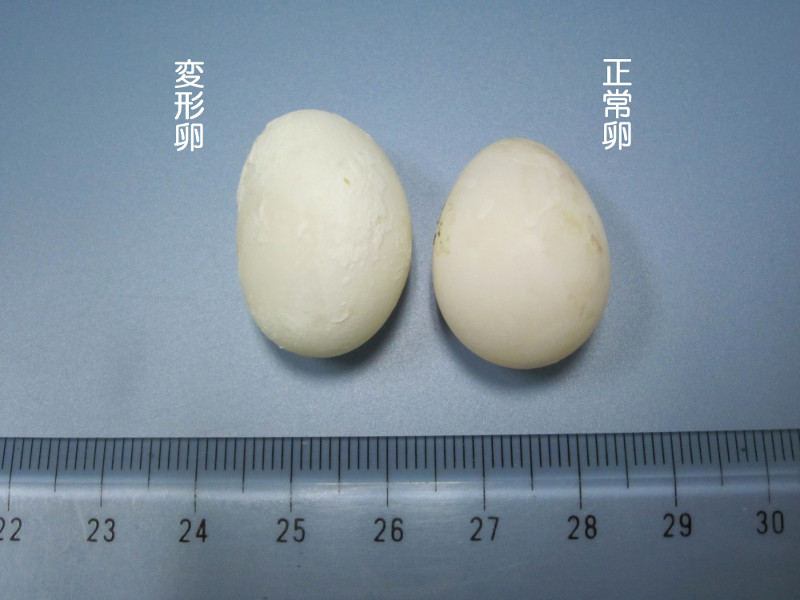 セキセイインコの変形卵と正常卵
