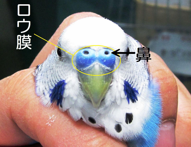 セキセイインコの鼻