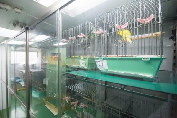 鳥専門の入院施設