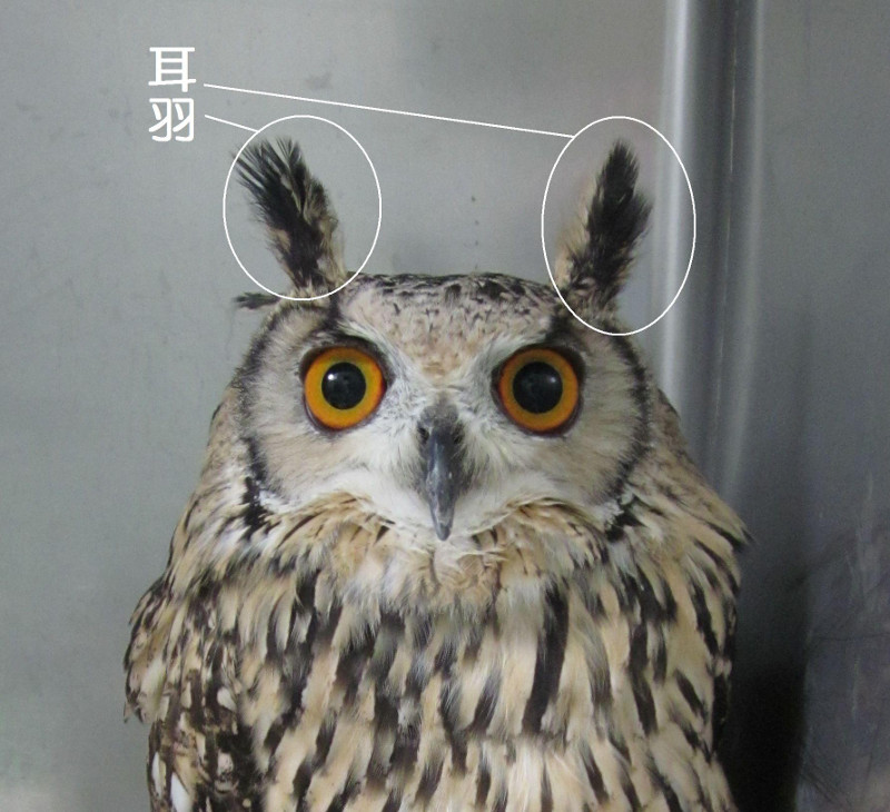 ベンガルワシミミズクの耳羽