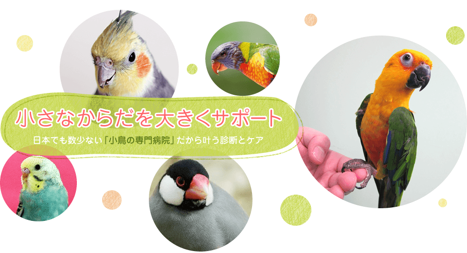 小さなからだを大きくサポート　日本でも数少ない「小鳥の専門病院」だから叶う診断をケア