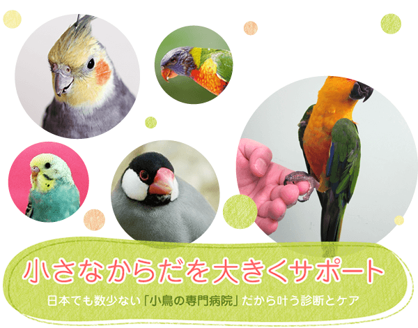 小さなからだを大きくサポート　日本でも数少ない「小鳥の専門病院」だから叶う診断をケア