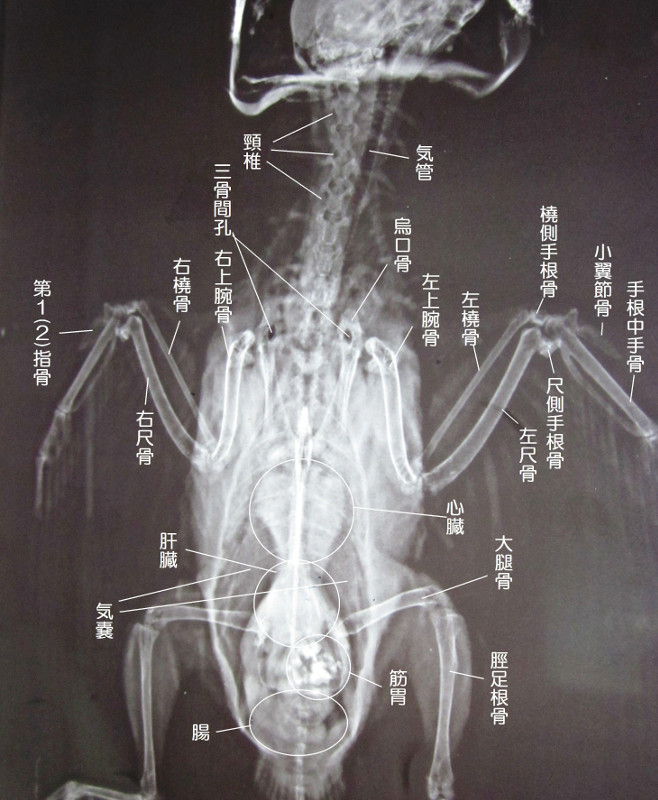 セキセイインコの仰向け（VD）像図