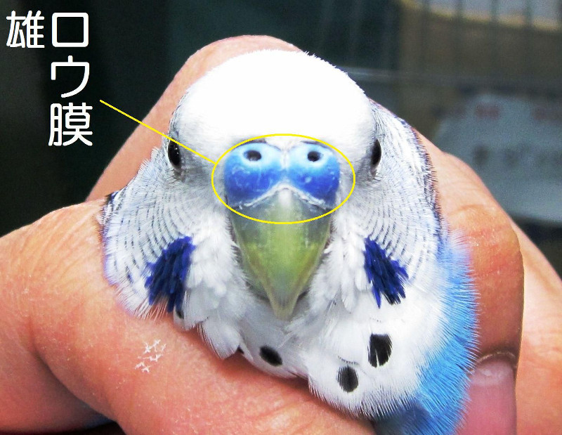 セキセイインコ　雄のロウ膜