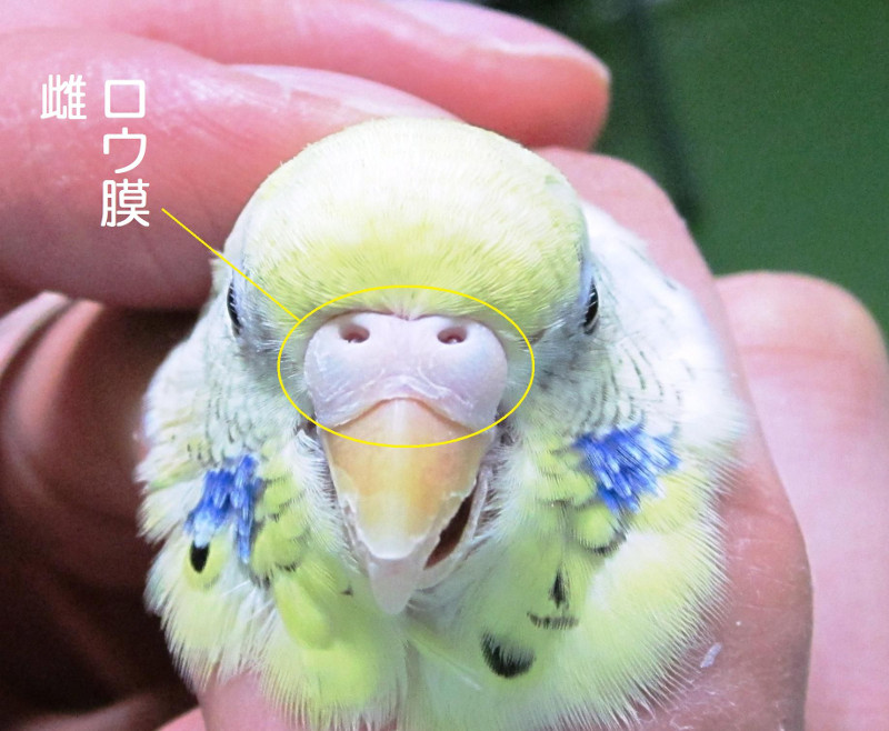 セキセイインコの　雌のロウ膜