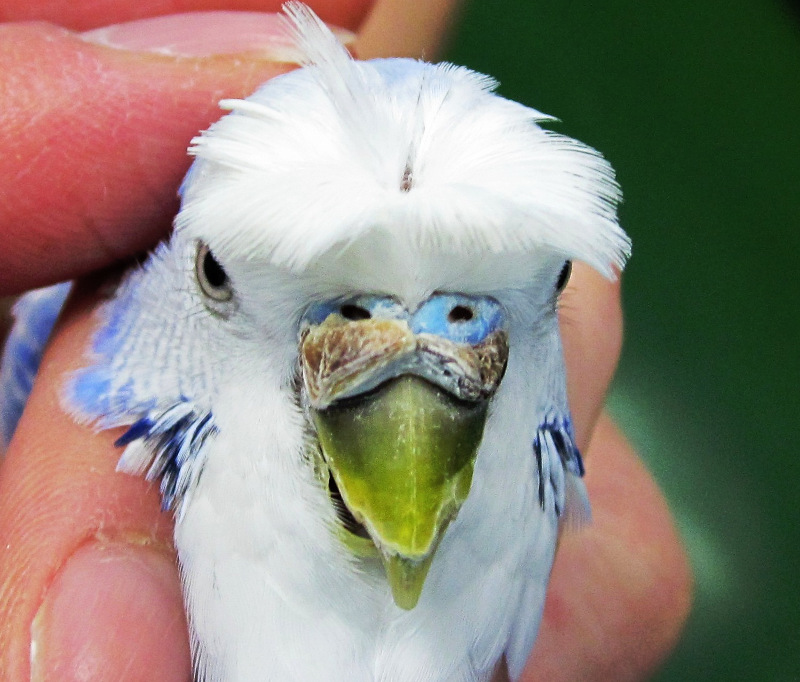 セキセイインコの雄の精巣腫瘍に伴うロウ膜の褐色化