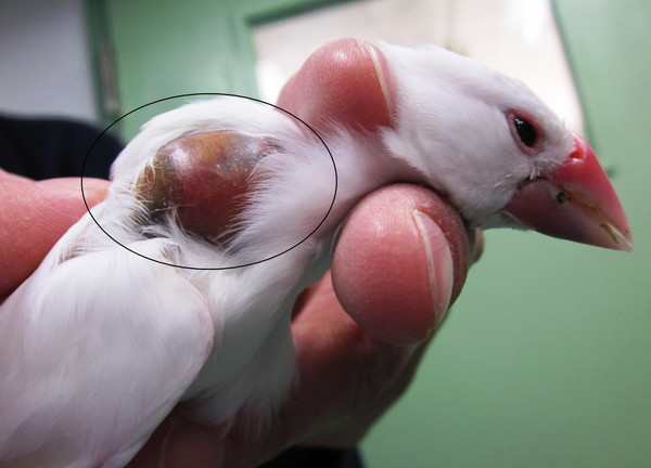 文鳥の頸部腫瘤