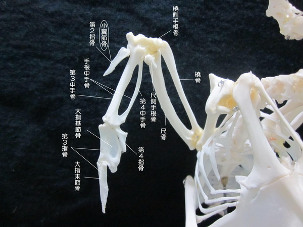 小翼節骨（しょうよくせっこつ）