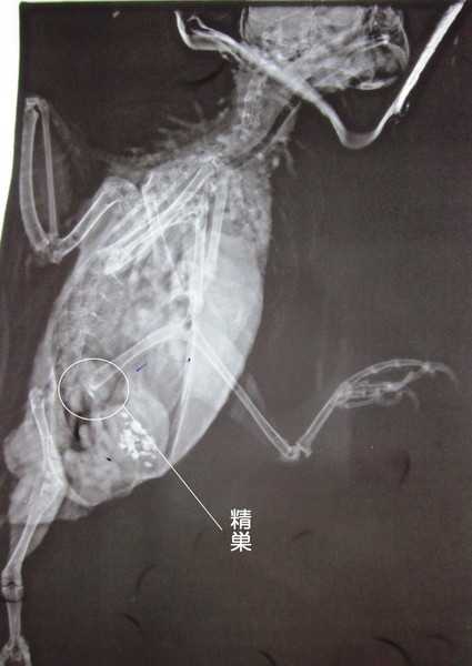 横から見たセキセイインコのレントゲン像