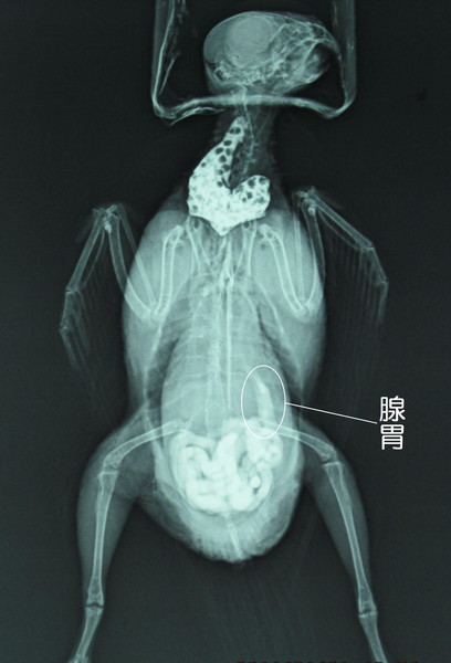 セキセイインコのレントゲン画像