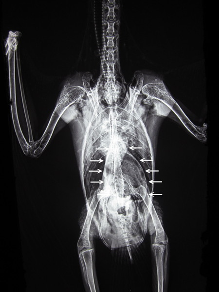 タイハクオウムに見られた腺胃拡張