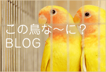 この鳥な～に？BLOG