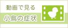 動画で見る 小鳥の症状