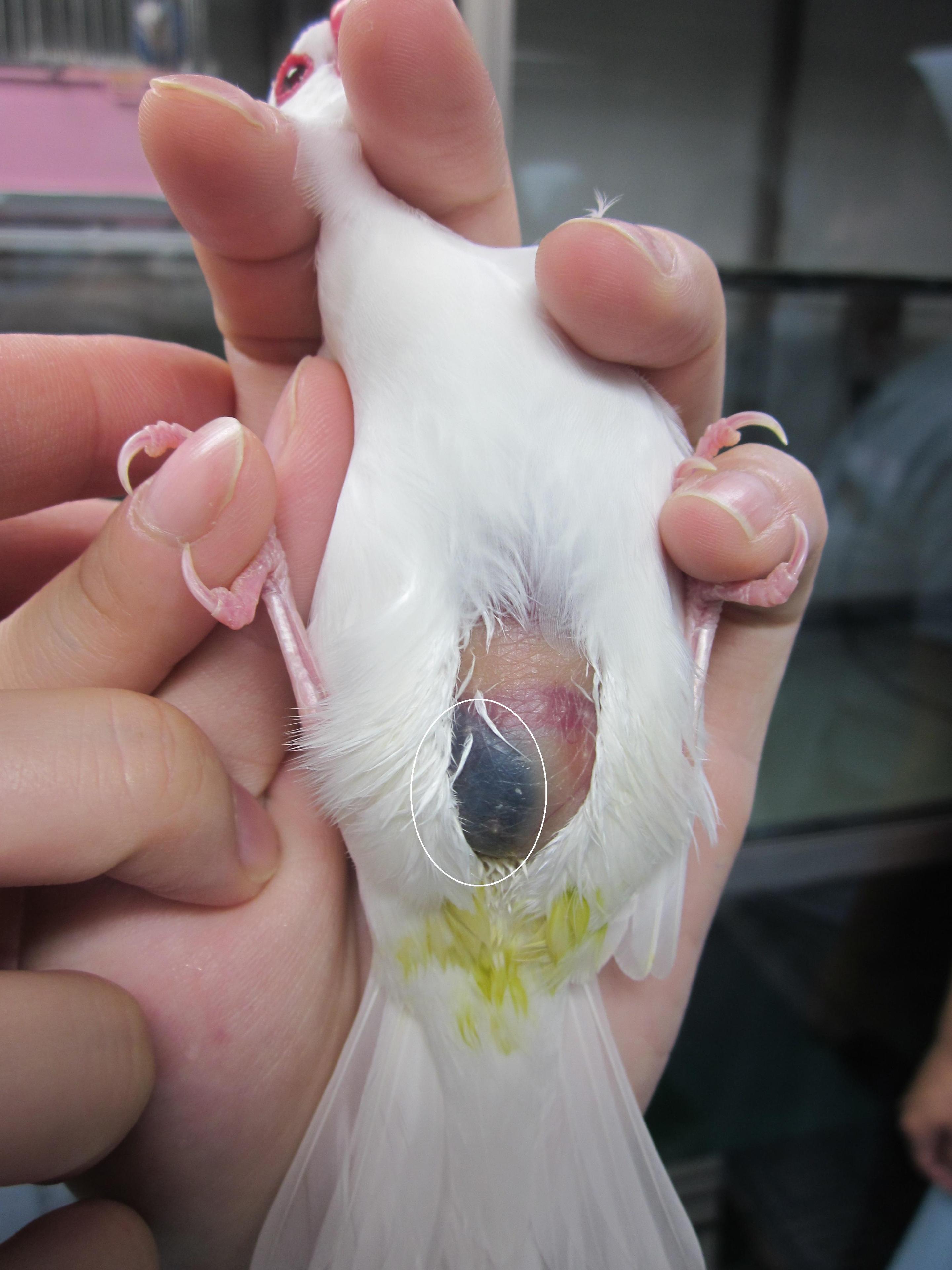 文鳥に見られた胆嚢嚢腫