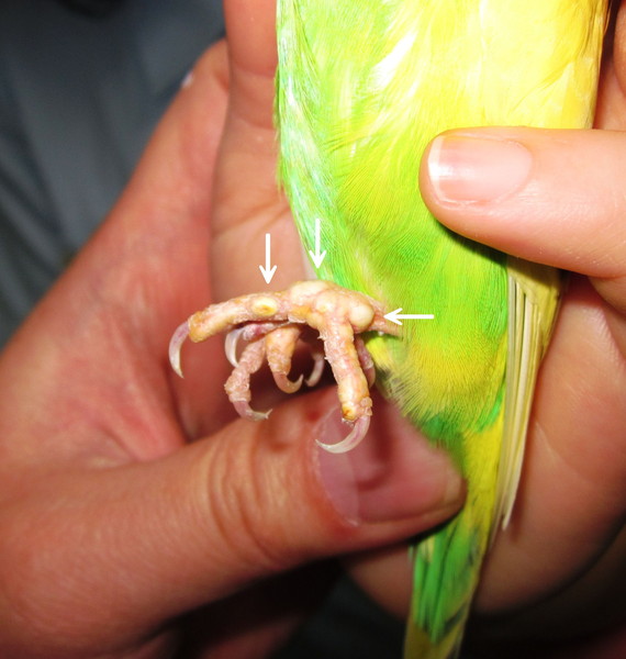 セキセイインコの足に発症した痛風結節