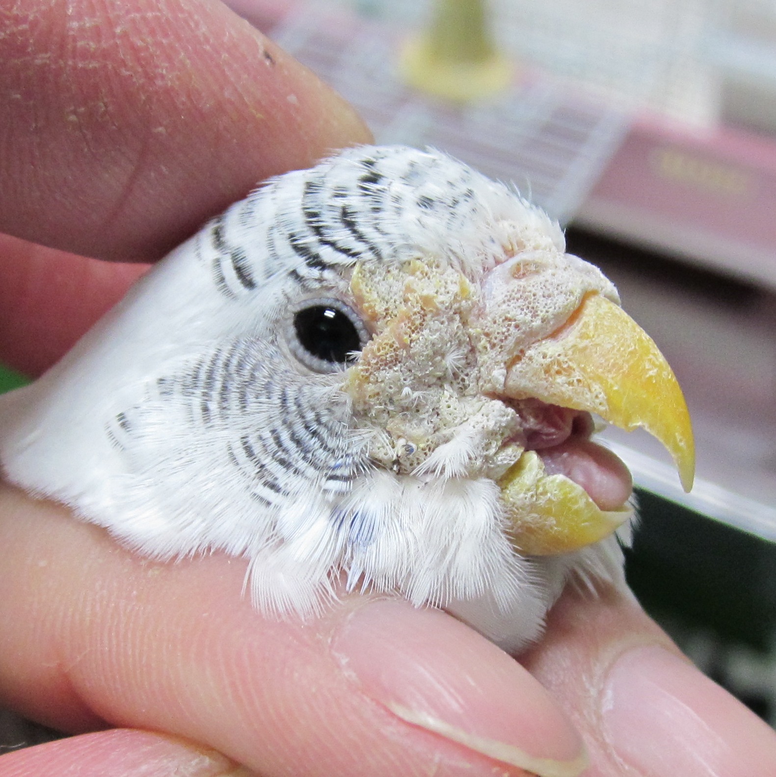 セキセイインコの疥癬症