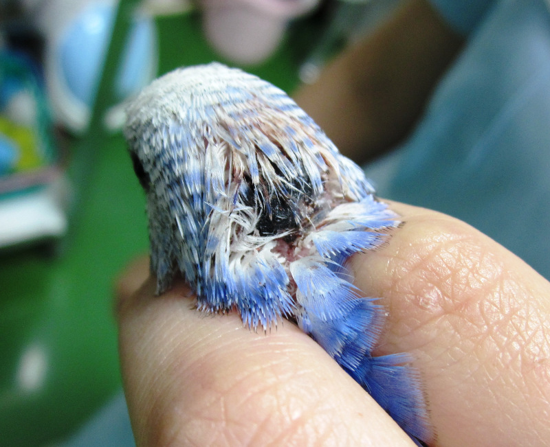 セキセイインコの頭部の火傷