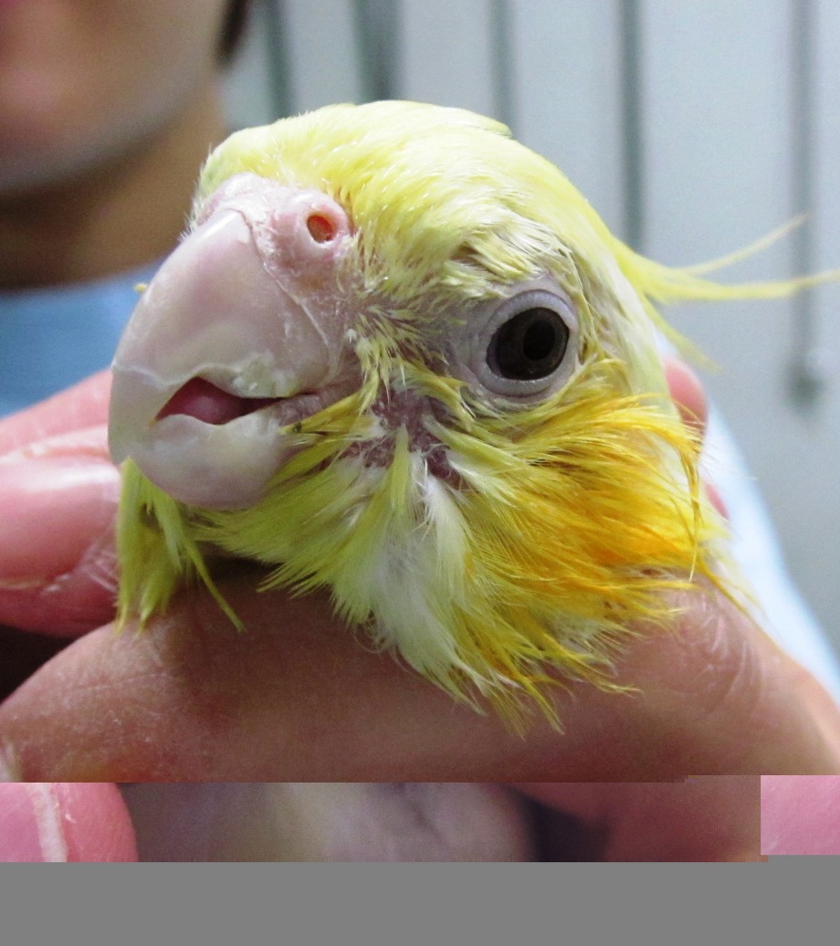 くしゃみ、鼻水による顔の汚れ