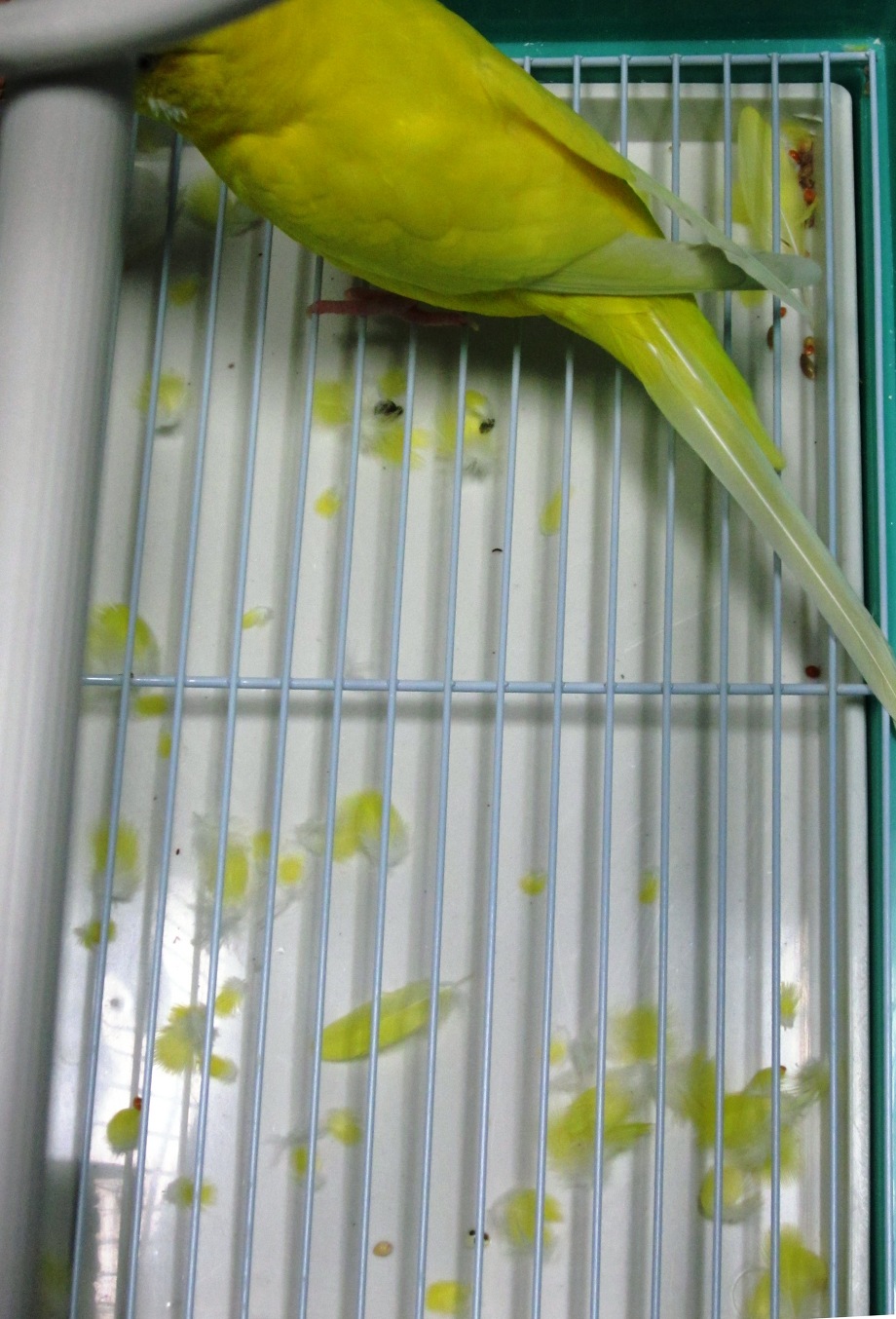 小鳥さんのblog 小鳥の病気は小鳥のセンター病院へ 11年10月