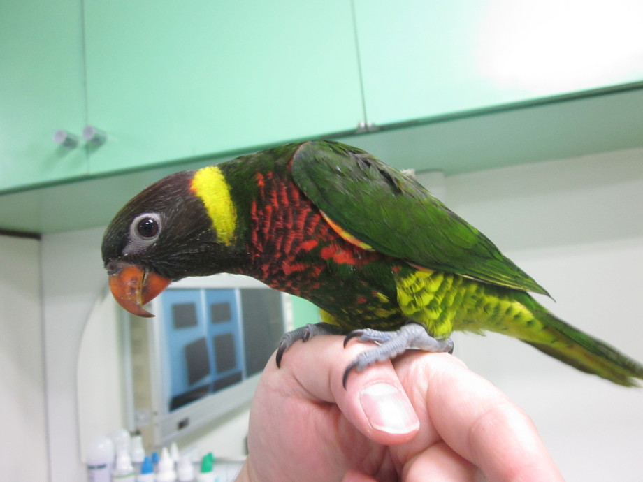 ゴシキセイガイインコ
