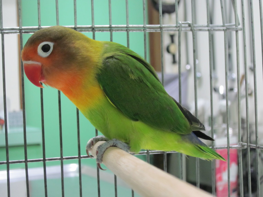 PBFD・BFDにかかっているボタンインコ