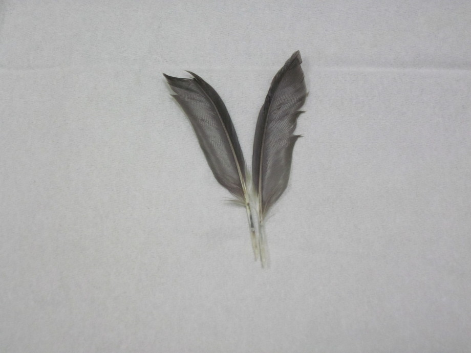 PBFD/BFDのボタンインコ