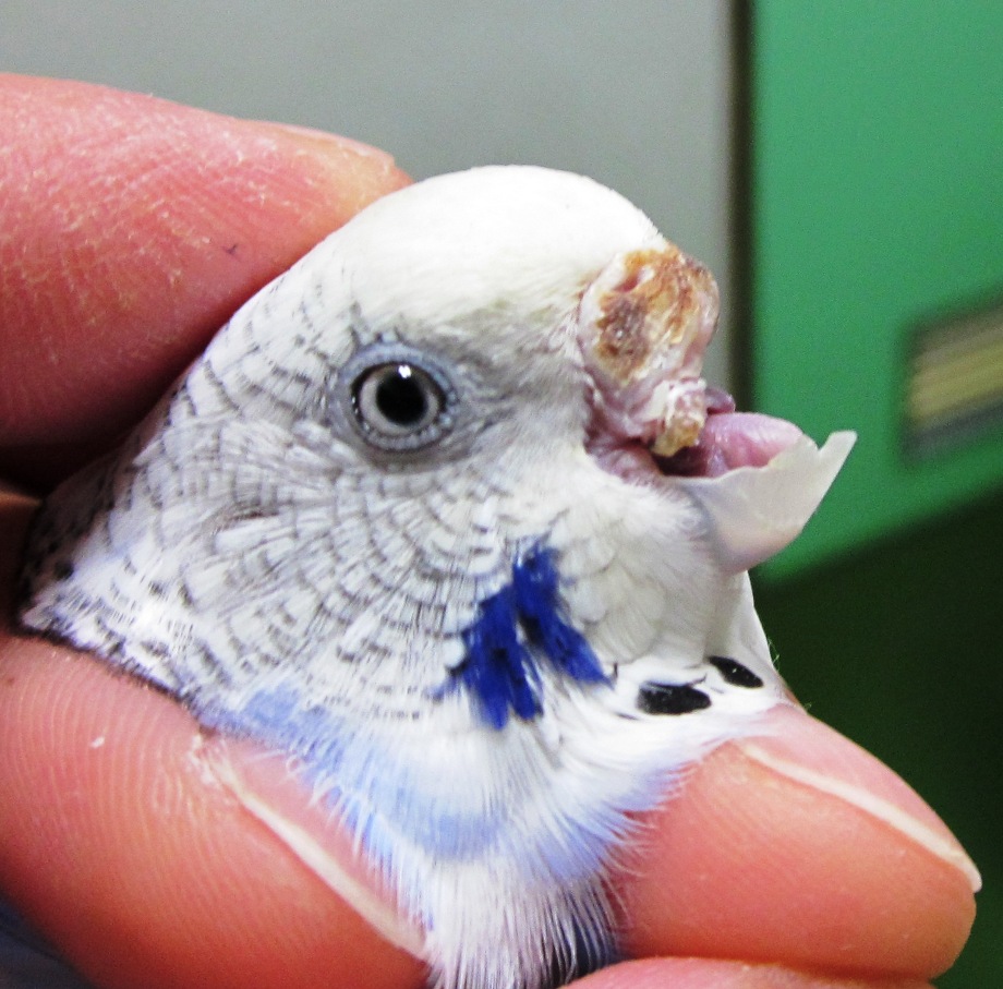 小鳥さんのBLOG | 小鳥の病気は小鳥のセンター病院へ