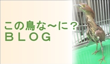 この鳥なーに?