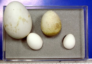 様々な鳥さんの卵たち!
