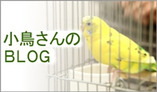 小鳥の病気BLOG